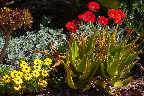 Red and Yellow Flowers